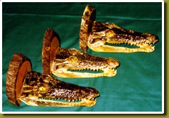 Crocodile Heads